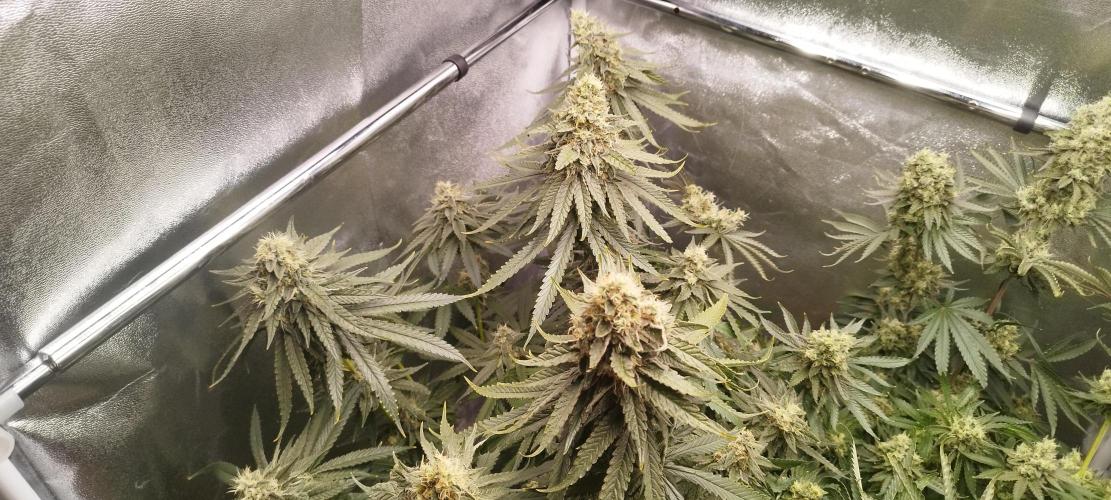 Dutch passion. Week 13 - Blue Zushi 