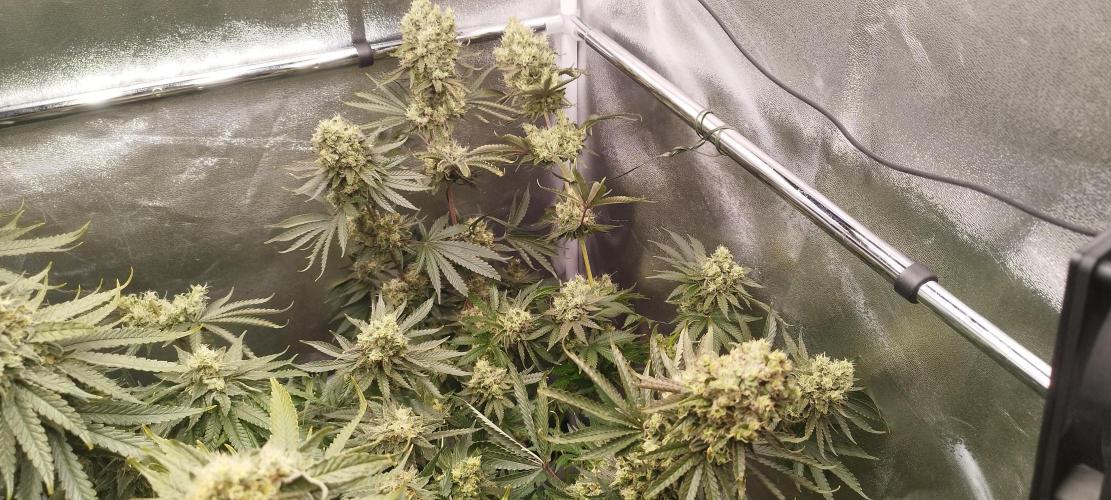 Dutch passion. Week 13 - fruit Bomb Punch 
