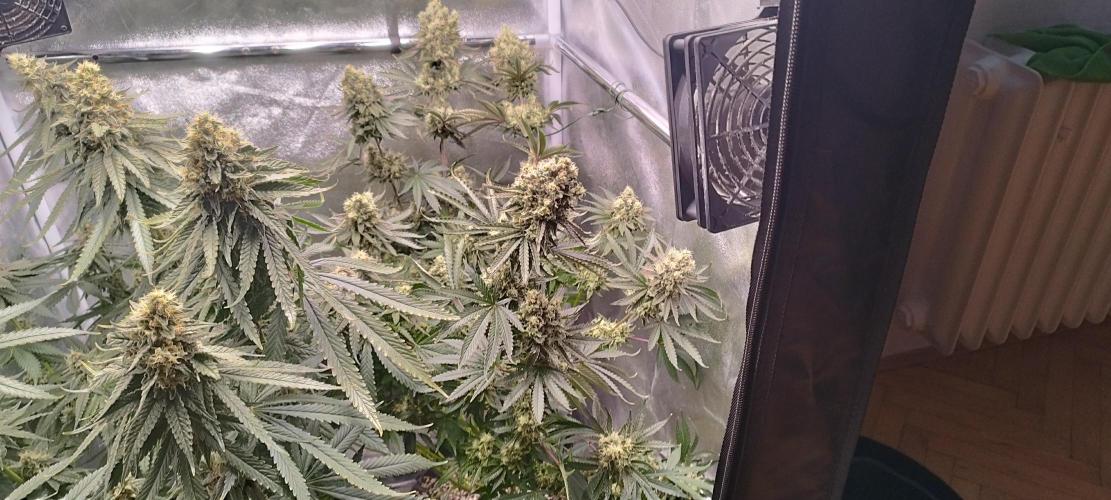 Dutch passion. Week 13 - fruit Bomb Punch 