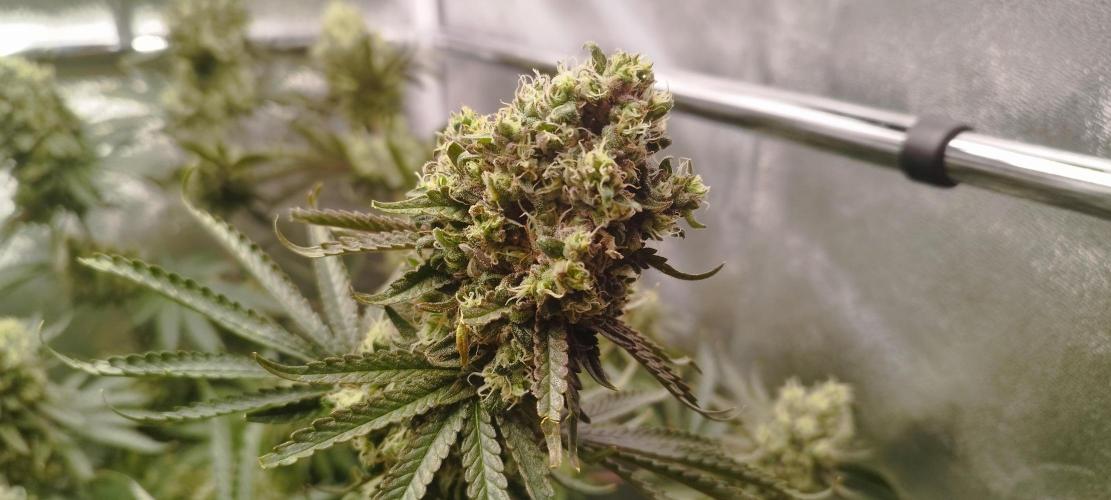 Dutch passion. Week 13 - fruit Bomb Punch 