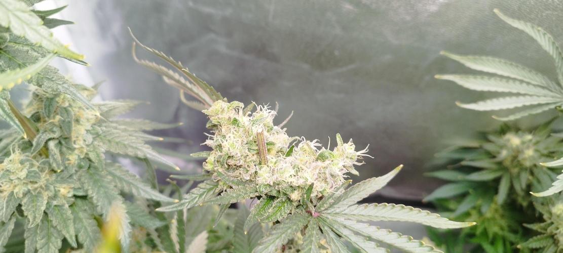Dutch passion. Week 13 - fruit Bomb Punch 
