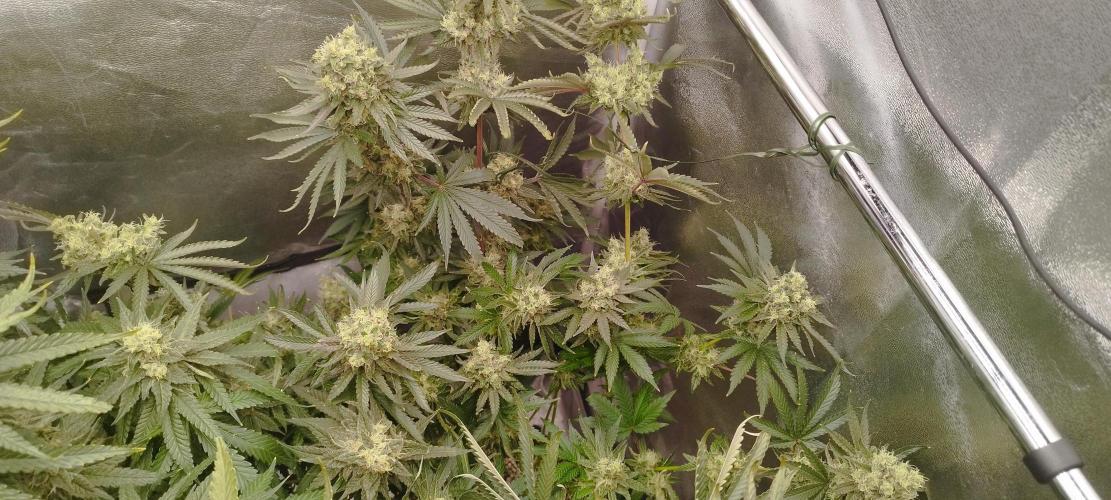 Dutch passion. Week 13 - fruit Bomb Punch 