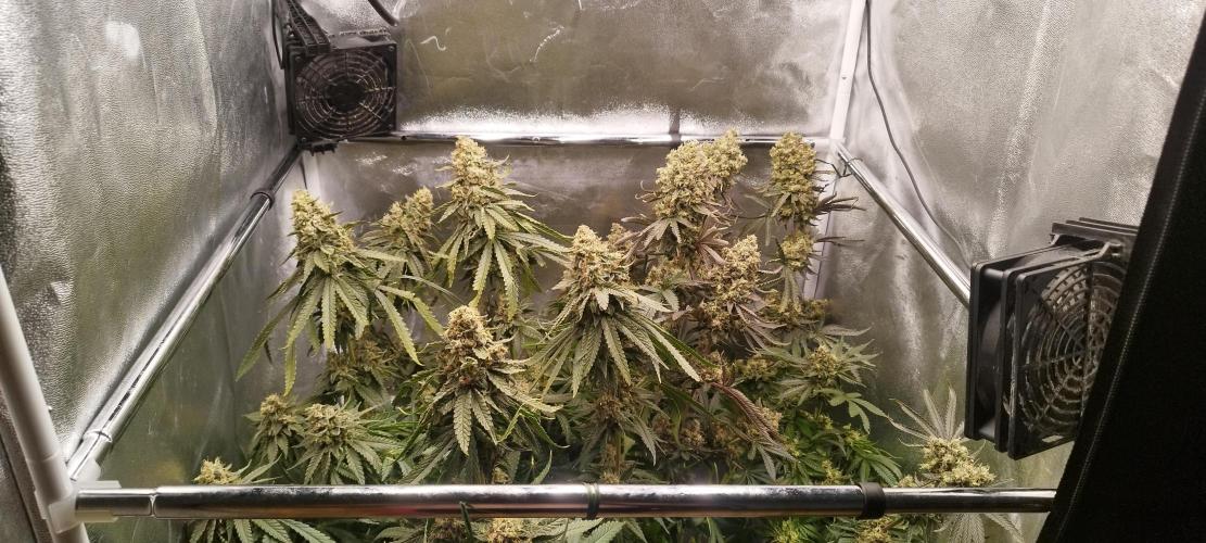 Dutch passion. Week 14