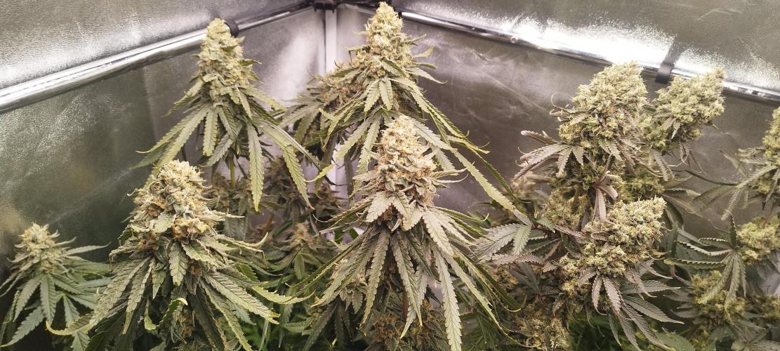 Dutch passion. Week 14 - Blue Zushi 