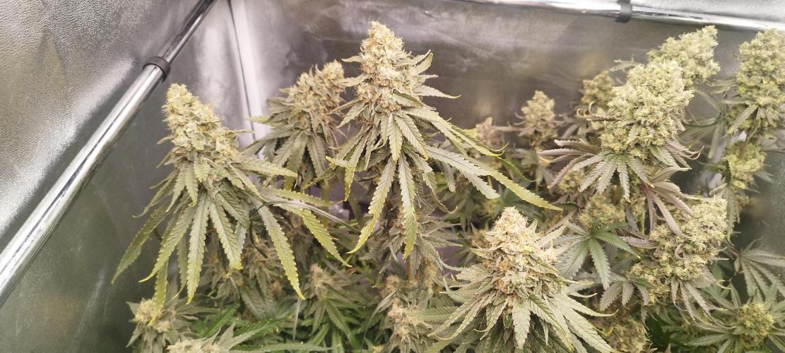 Dutch passion. Week 14 - Blue Zushi 