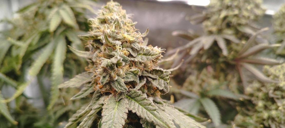 Dutch passion. Week 14 - Blue Zushi 