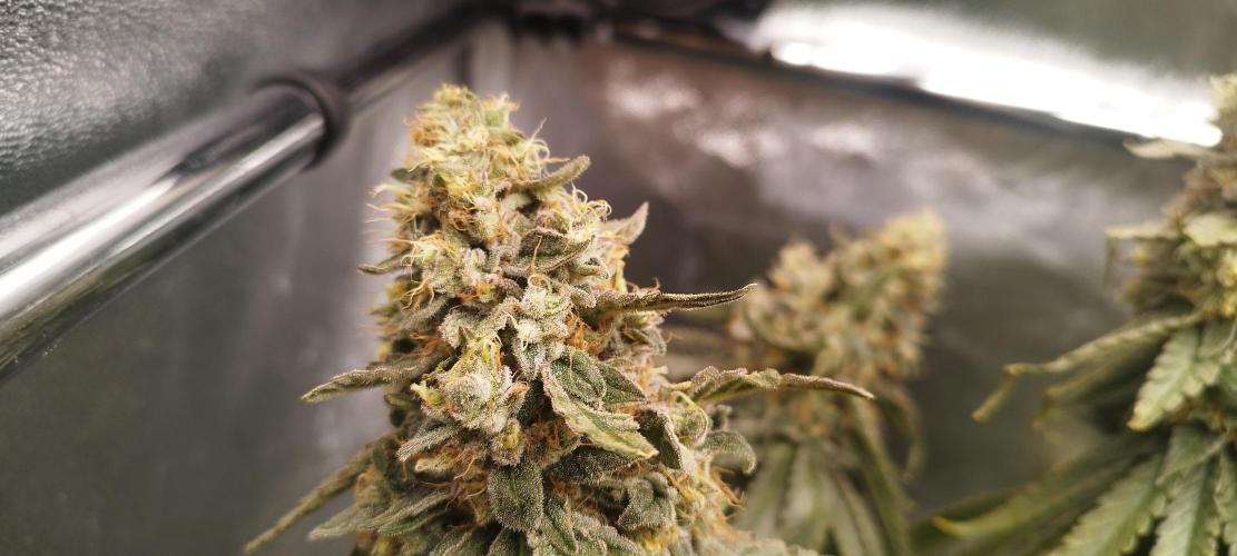 Dutch passion. Week 14 - Blue Zushi 