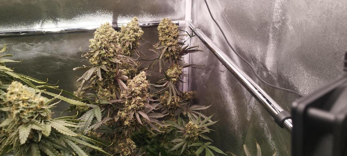Dutch passion. Week 14 - fruit Bomb Punch 