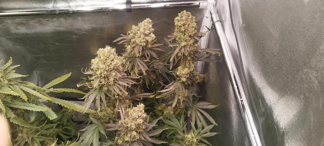Dutch passion. Week 14 - fruit bomb punch 