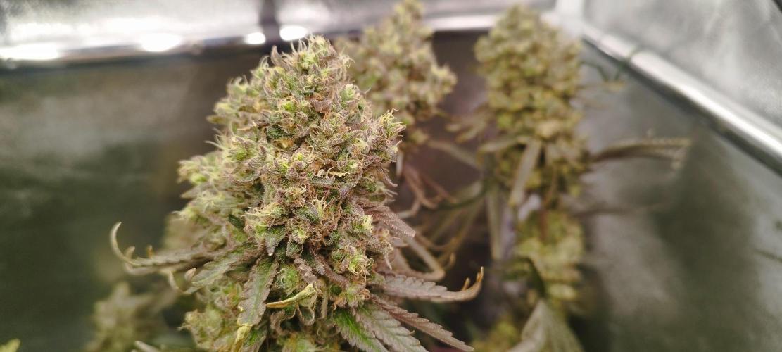 Dutch passion. Week 14 - fruit Bomb Punch 