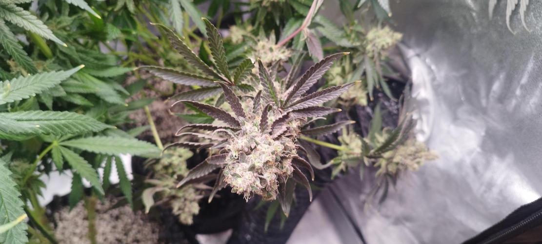 Dutch passion. Week 14 - fruit Bomb Punch 