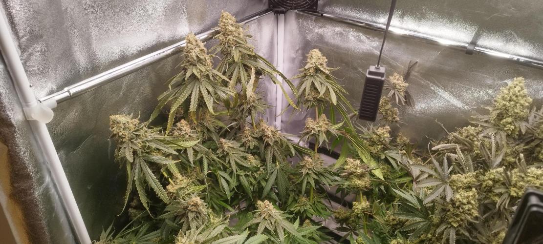 Dutch passion. Week 15