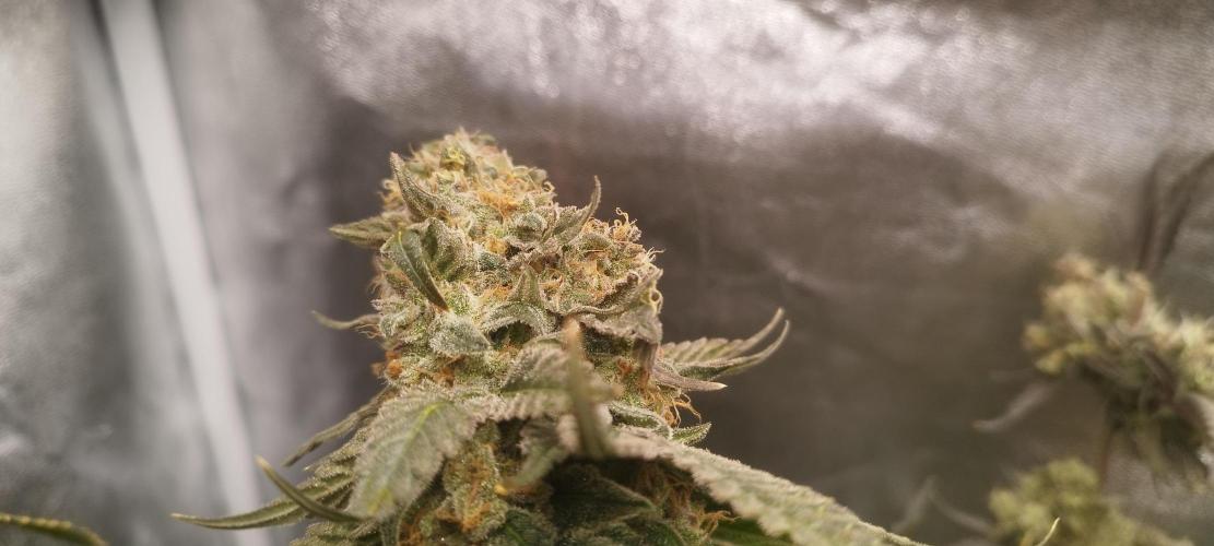 Dutch passion. Week 15