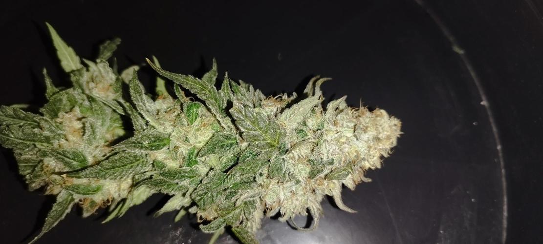 Dutch passion. Week 15