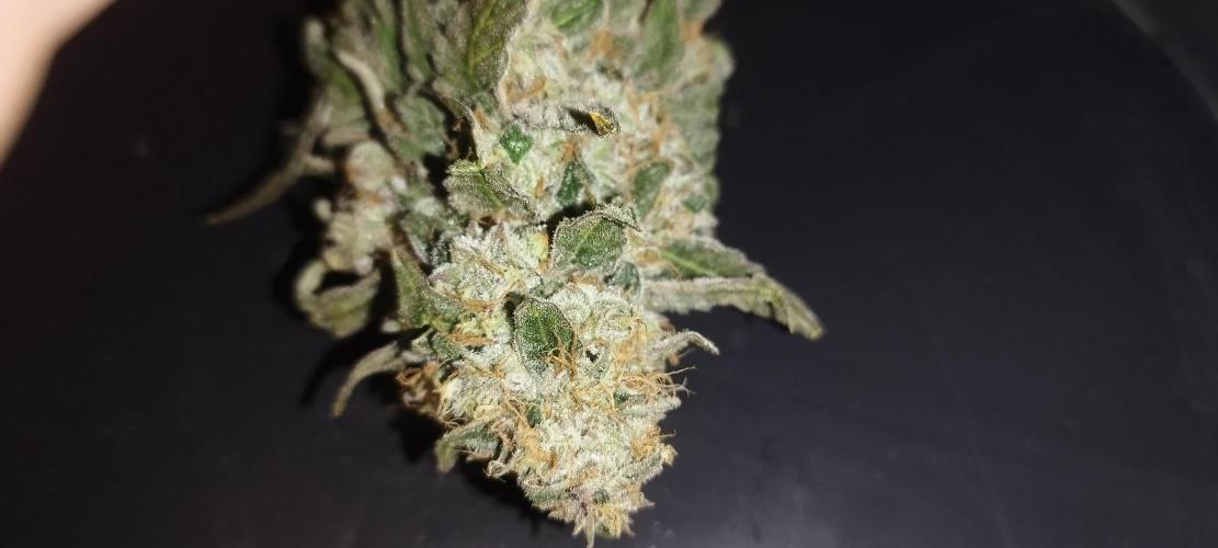 Dutch passion. Week 15