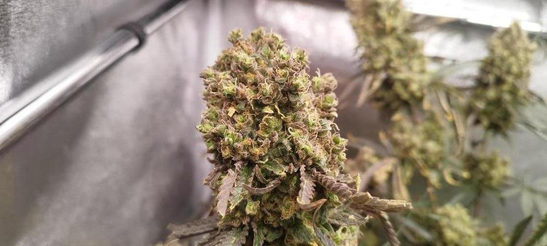 Dutch passion. Week 16