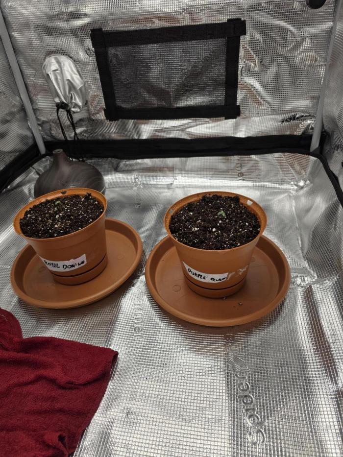 First grow of my life. Week 0 - Germination went fast and the seedlings sprouted fast. 