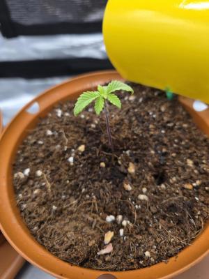 Comment by Ozodraudzins photo #1