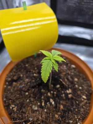 Comment by Ozodraudzins photo #2