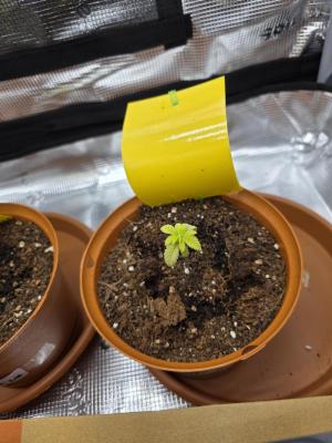 Comment by Ozodraudzins photo #1