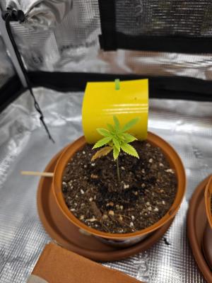 Comment by Ozodraudzins photo #2