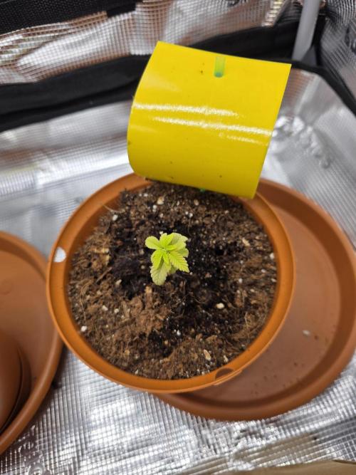 First grow of my life. Week 3