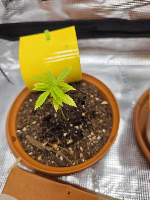 First grow of my life. Week 3