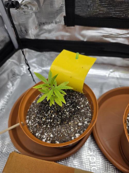 First grow of my life. Week 4