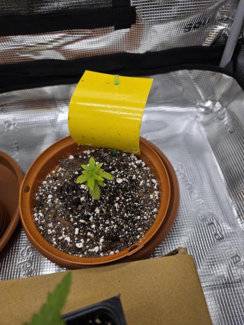 First grow of my life. Week 4