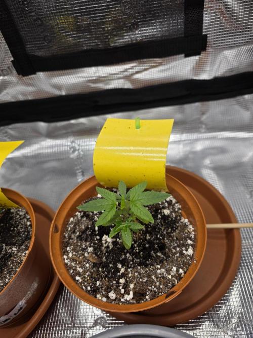 First grow of my life. Week 5