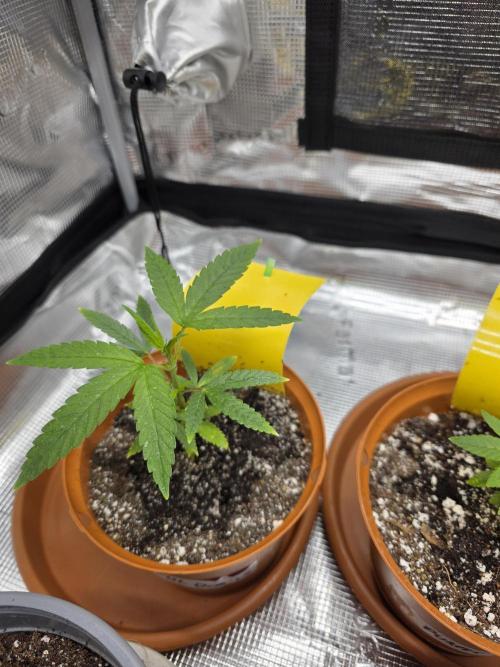 First grow of my life. Week 5