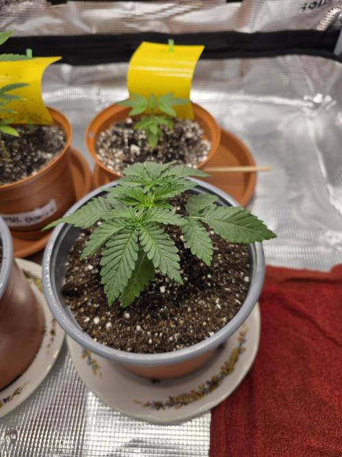 First grow of my life. Week 5