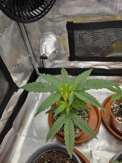 First grow of my life. Week 6