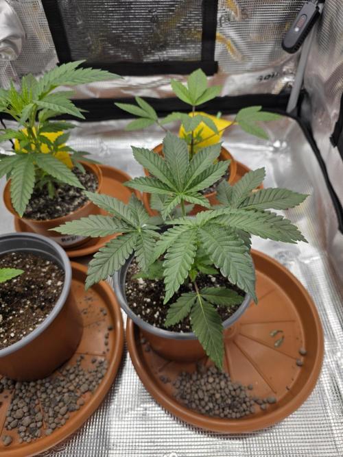 First grow of my life. Week 6