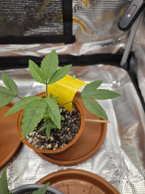 First grow of my life. Week 6