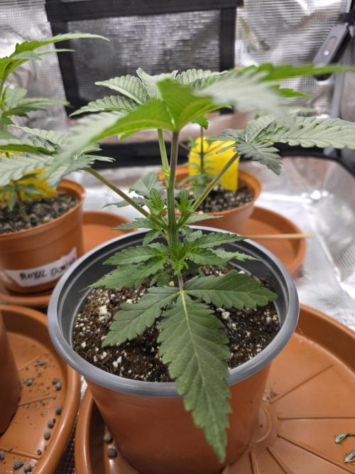 First grow of my life. Week 6