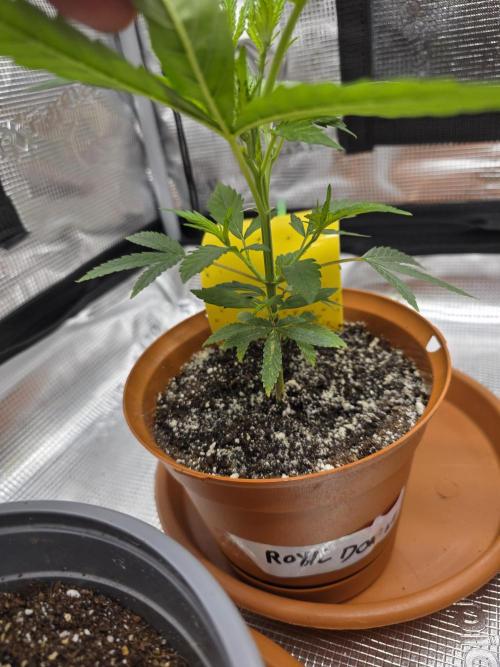 First grow of my life. Week 6