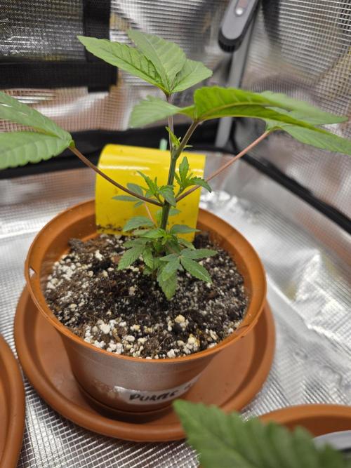 First grow of my life. Week 6