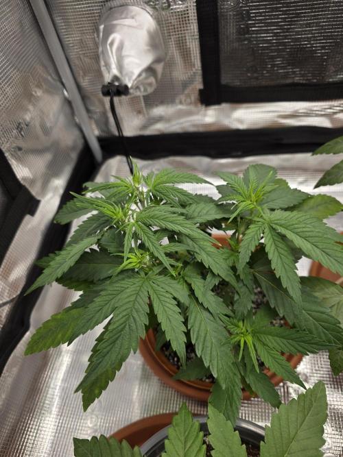 First grow of my life. Week 7