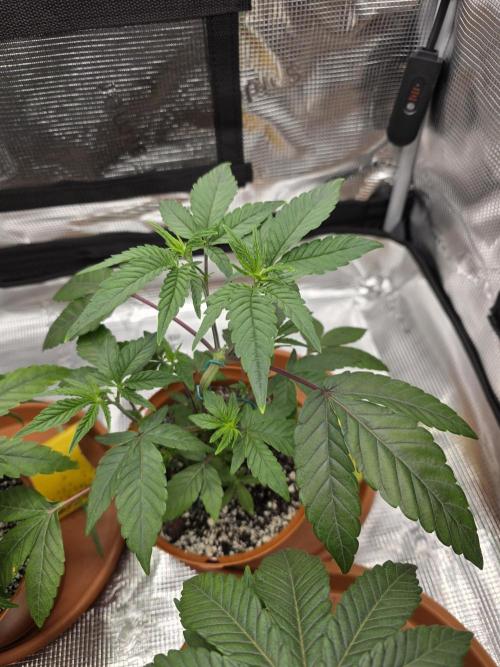 First grow of my life. Week 7