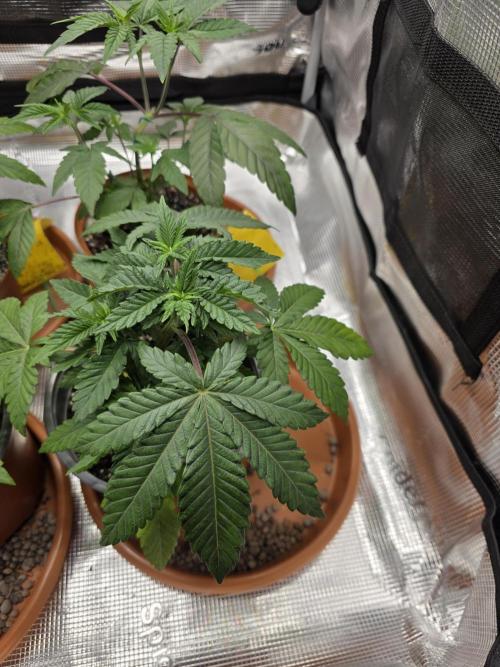 First grow of my life. Week 7