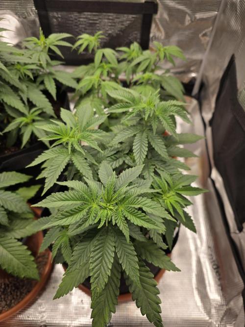 Royal domina & Purple queen. First grow. Week 7