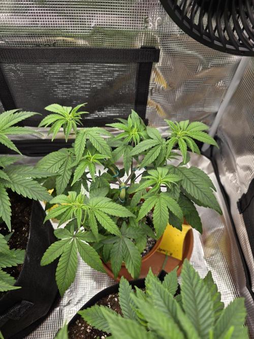 Royal domina & Purple queen. First grow. Week 7