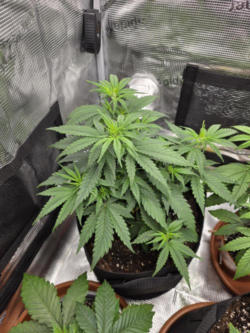 Royal domina & Purple queen. First grow. Week 7