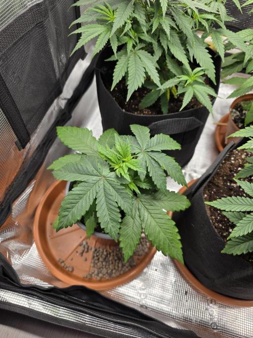 Royal domina & Purple queen. First grow. Week 7