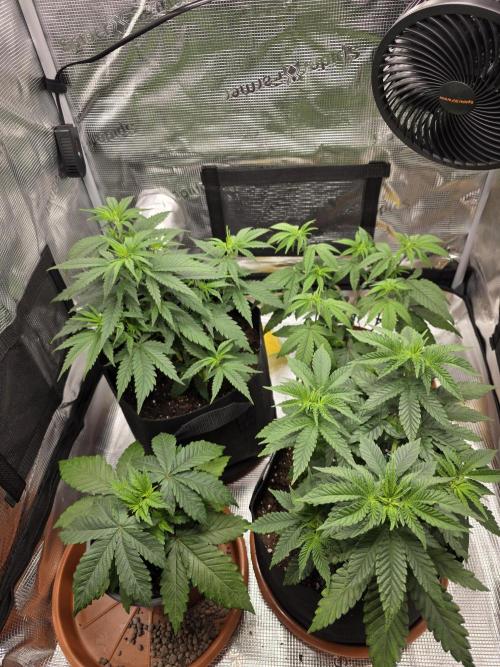 Royal domina & Purple queen. First grow. Week 7