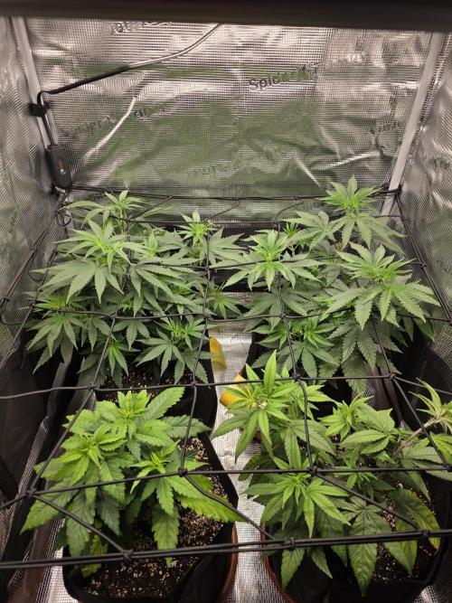 Royal domina & Purple queen. First grow. Week 8