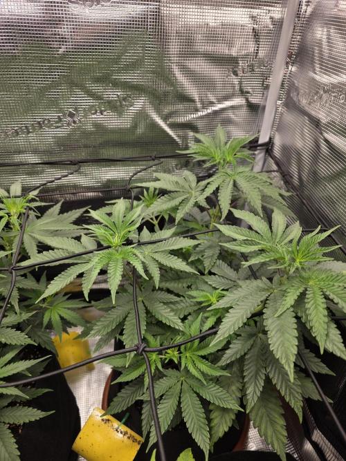 Royal domina & Purple queen. First grow. Week 8