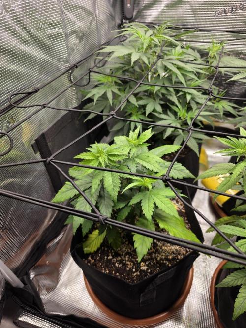 Royal domina & Purple queen. First grow. Week 8