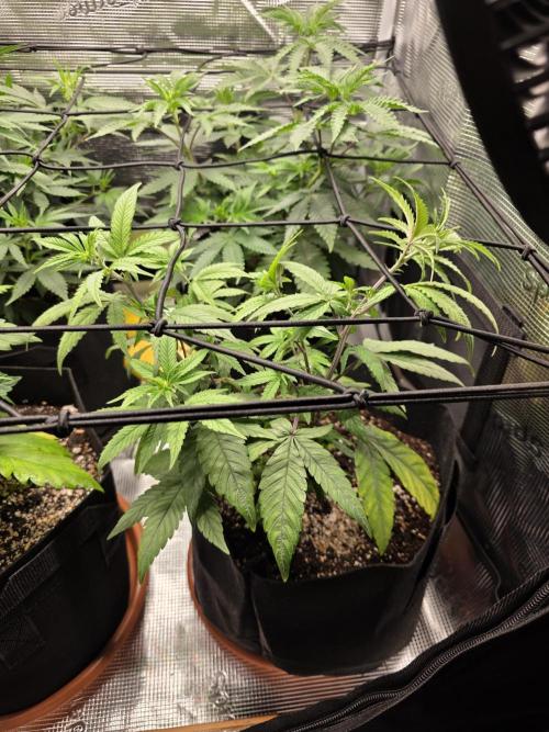 Royal domina & Purple queen. First grow. Week 8